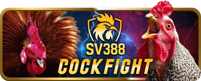 Đá gà cựa dao nguy hiểm